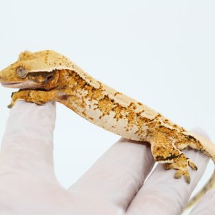 Tangerine White Spot Extreme Harlequin