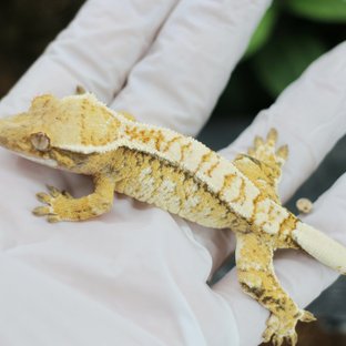 드리피 화이트스팟 트라이