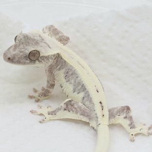Lilly Axanthic