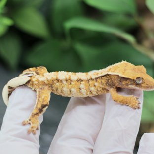 텐저린 드리피 익스트림할리퀸 화이트스팟