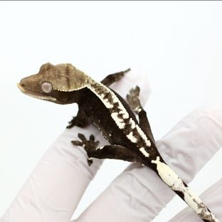 Axanthic
