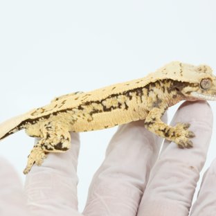 트라이 쿼드 핀스트라이프 익스트림할리퀸