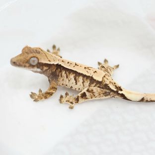 세이블