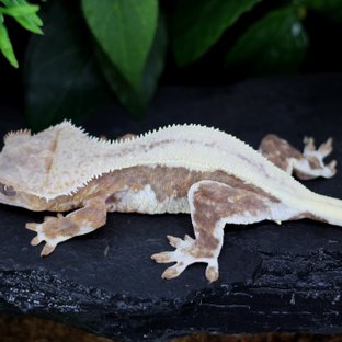 릴리100%헷아잔틱