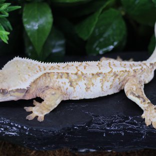 텐저린 화이트스팟 드리피