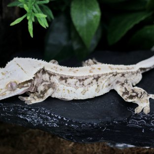 드리피 화이트스팟 핀스트라이프