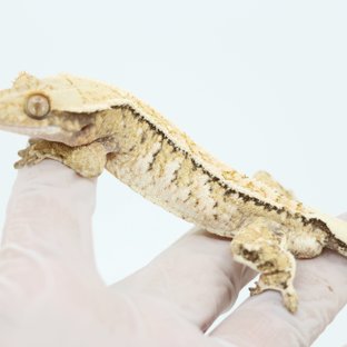 핀스트라이프 드리피 화이트스팟 트라이