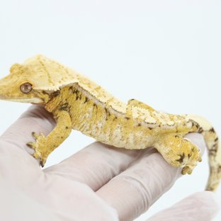 Drippy White Spot Extreme Harlequin