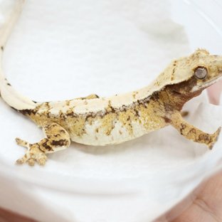 드리피 화이트스팟 트라이 익스트림할리퀸