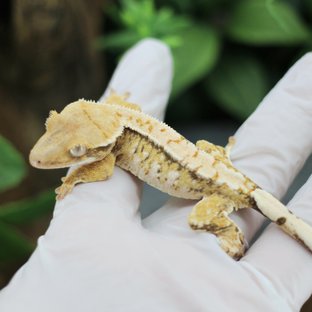 드리피 화이트스팟 익스트림할리퀸 트라이