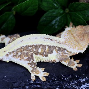 릴리100%헷아잔틱