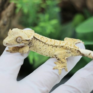 화이트스팟 드리피 익스트림할리퀸 트라이