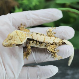 드리피 화이트스팟 익스트림할리퀸 트라이