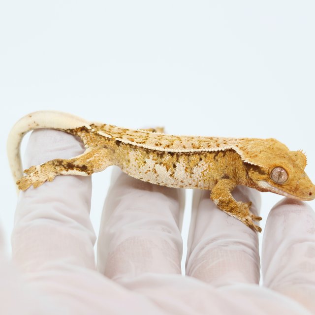 Pinstripe White Spot Drippy Extreme Harlequin Tangerine