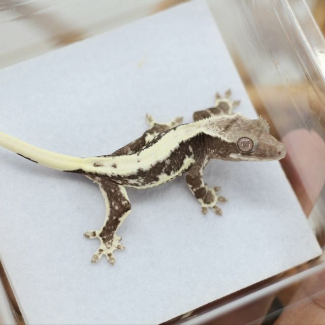 릴잔틱