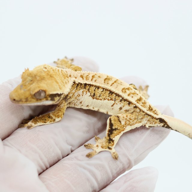 Tri Quad Extreme Harlequin Pinstripe