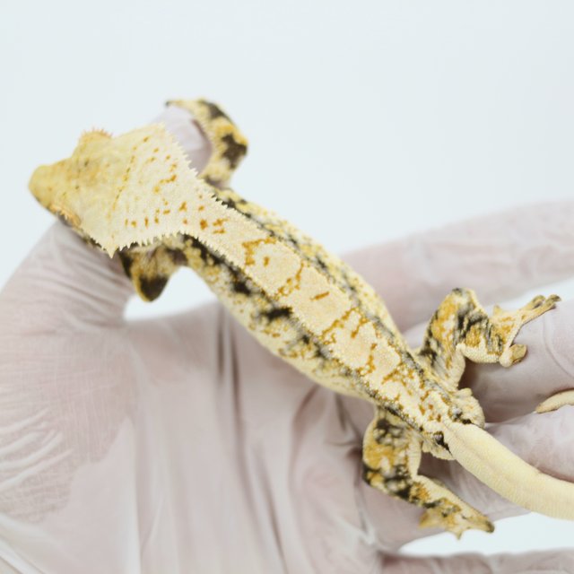 Tri Drippy White Spot Extreme Harlequin