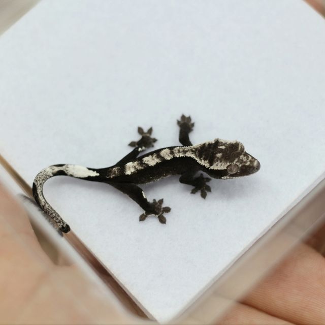 다크 아잔틱