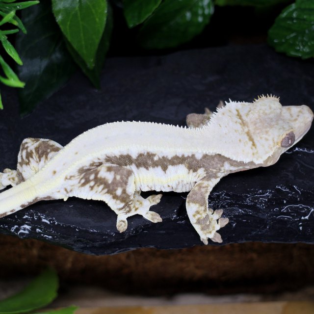 릴리100%헷아잔틱