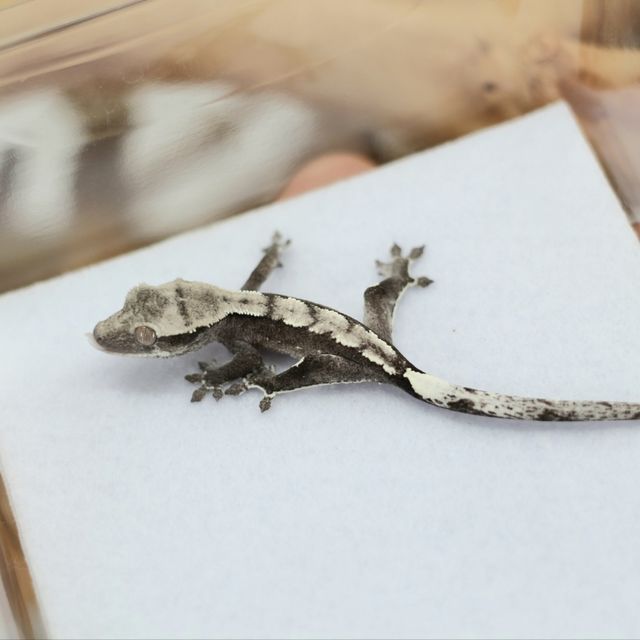 아잔틱
