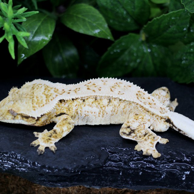 슈퍼스트라이프 쿼드 화이트스팟 드리피 익스트림할리퀸