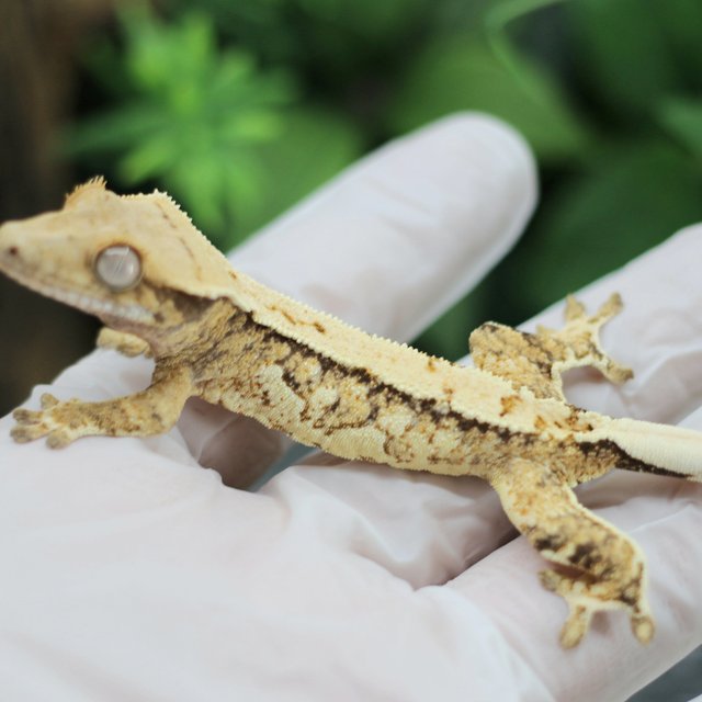 드리피 익스트림할리퀸 화이트스팟 쿼드