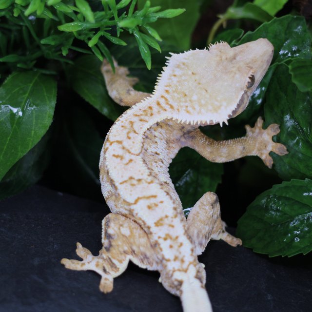 텐저린 화이트스팟 드리피