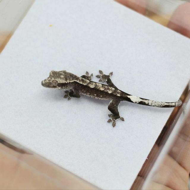 다크 아잔틱