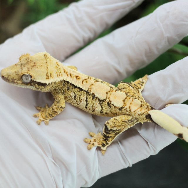 트라이 익스트림할리퀸 화이트스팟