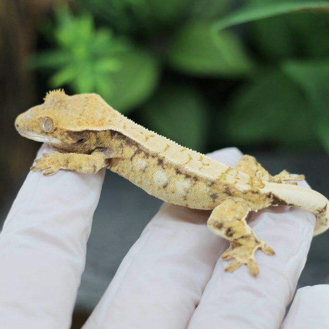 드리피 화이트스팟 익스트림할리퀸 트라이