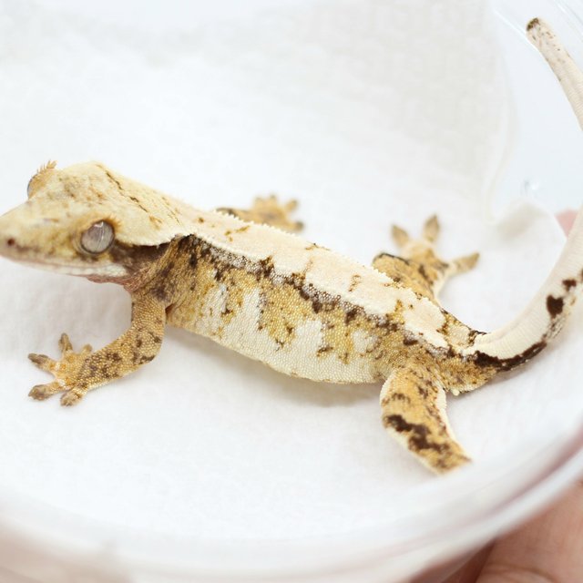 드리피 화이트스팟 트라이 익스트림할리퀸