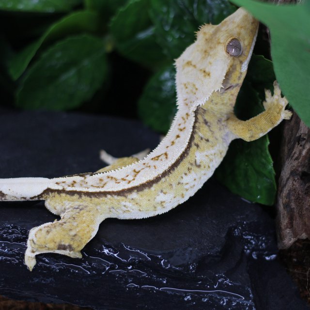 화이트핀 트라이