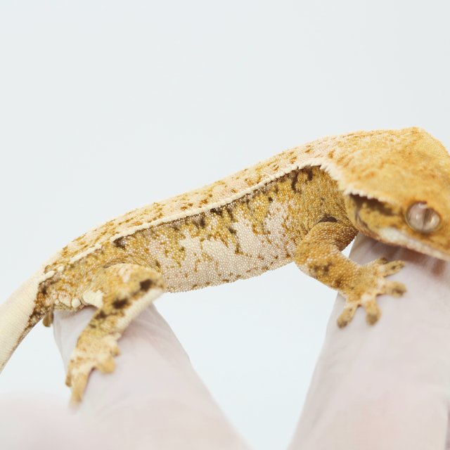 Pinstripe White Spot Tri