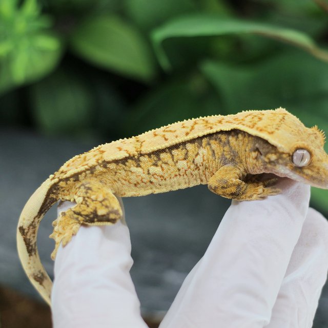 핀스트라이프 트라이 익스트림할리퀸 화이트스팟