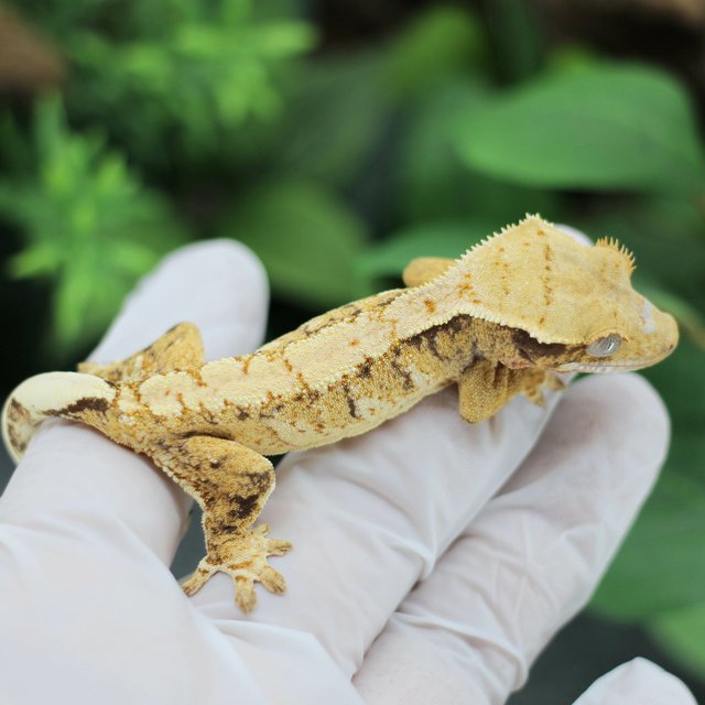 화이트스팟 드리피 익스트림할리퀸 트라이