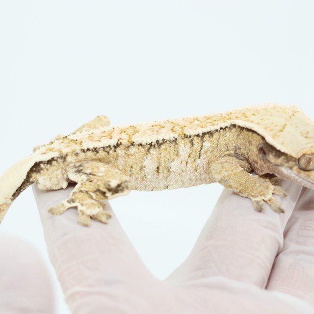 핀스트라이프 드리피 화이트스팟 트라이