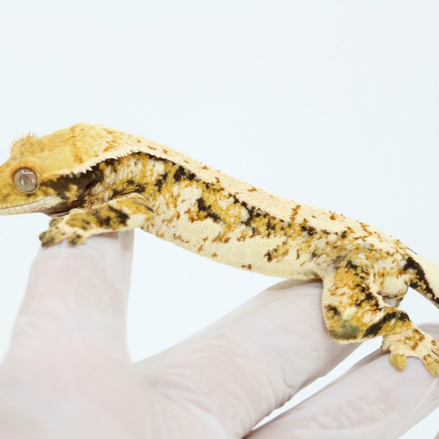 Tri Drippy White Spot Extreme Harlequin