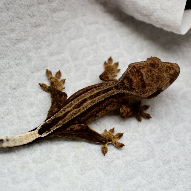 100% Het Axanthic