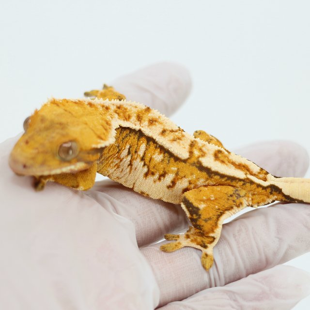 Tangerine White Spot Extreme Harlequin