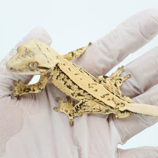 트라이 쿼드 핀스트라이프 익스트림할리퀸