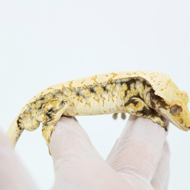 Tri Drippy White Spot Extreme Harlequin