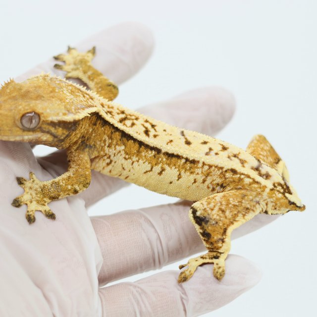 Extreme Harlequin Drippy Quad White Spot