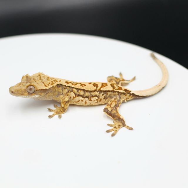 익스트림할리퀸 레이지