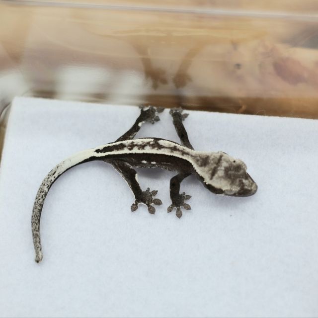 아잔틱