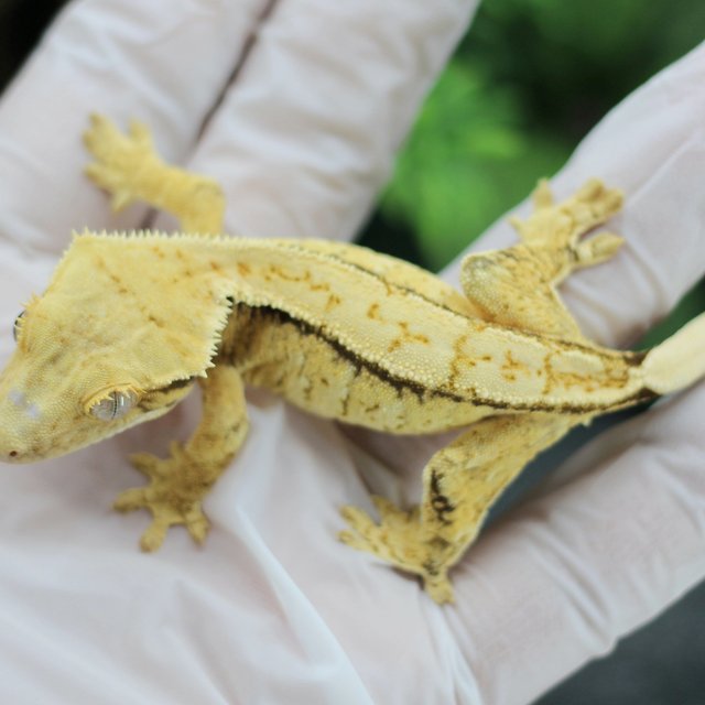 드리피 화이트스팟 익스트림할리퀸 트라이