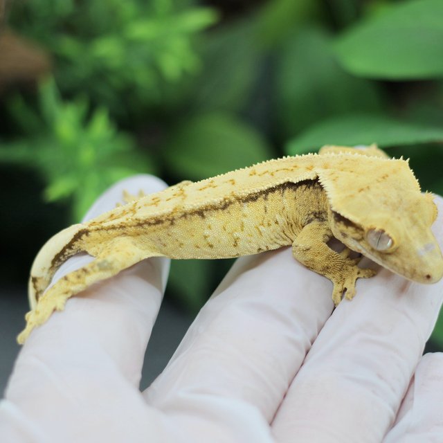 드리피 화이트스팟 익스트림할리퀸 트라이