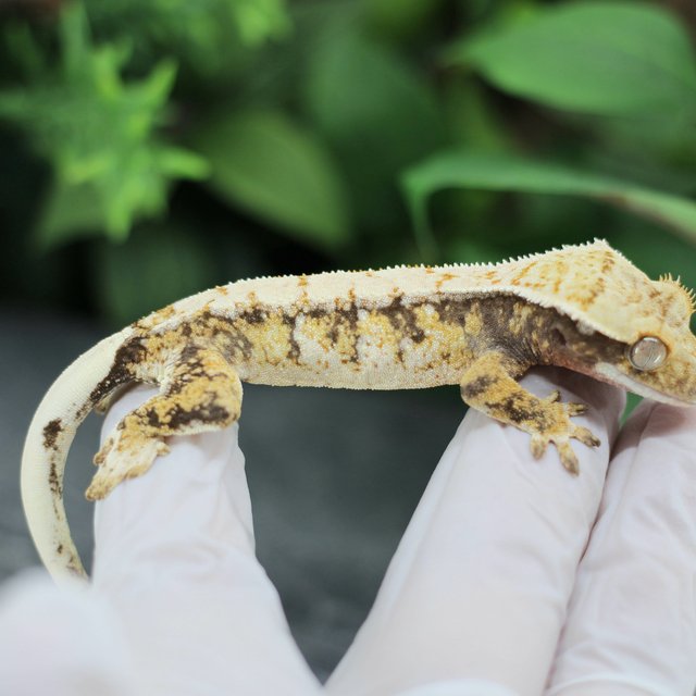 드리피 화이트스팟 익스트림할리퀸 트라이