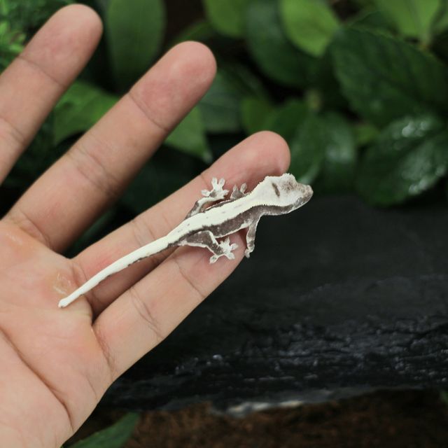 릴잔틱