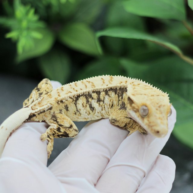 핀스트라이프 트라이 익스트림할리퀸 드리피