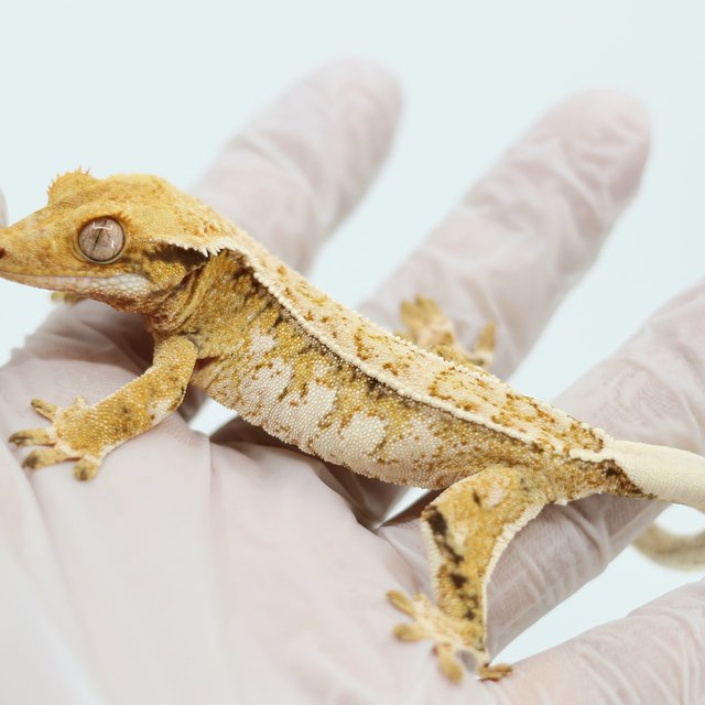 Pinstripe White Spot Tri